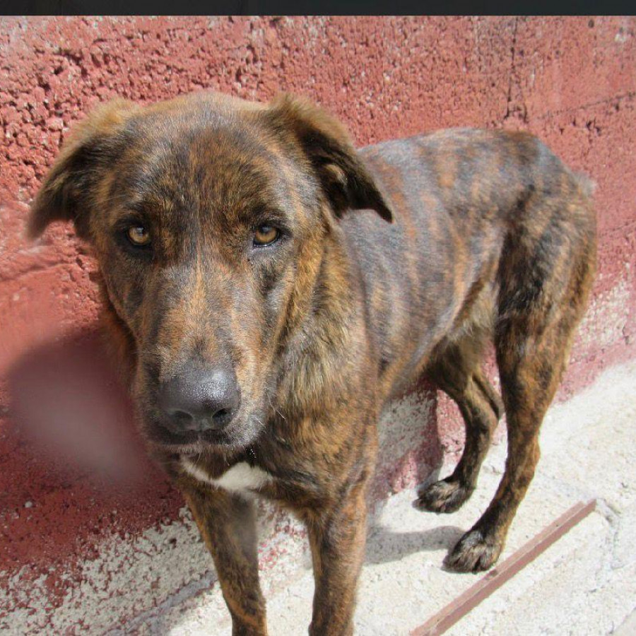 TADEO | Raza Mestizo | Perdido