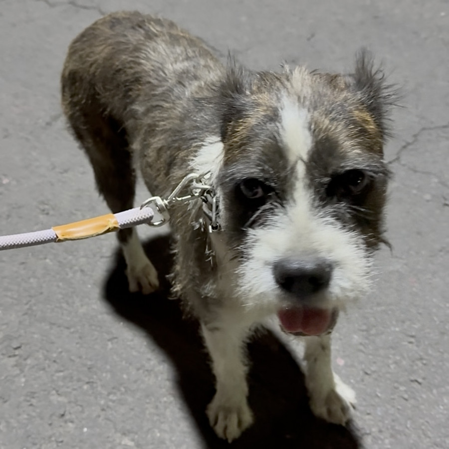  | Raza Mestiza | Encontrada