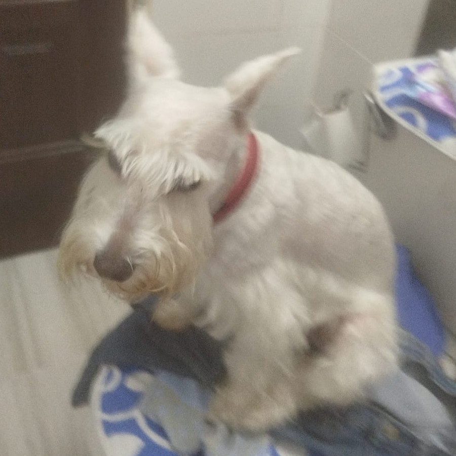 FEDERICO | Raza Schnauzer Miniatura  | Perdido