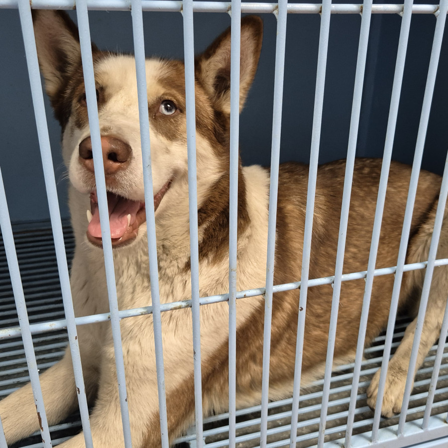  | Raza Husky Siberiano | Encontrada