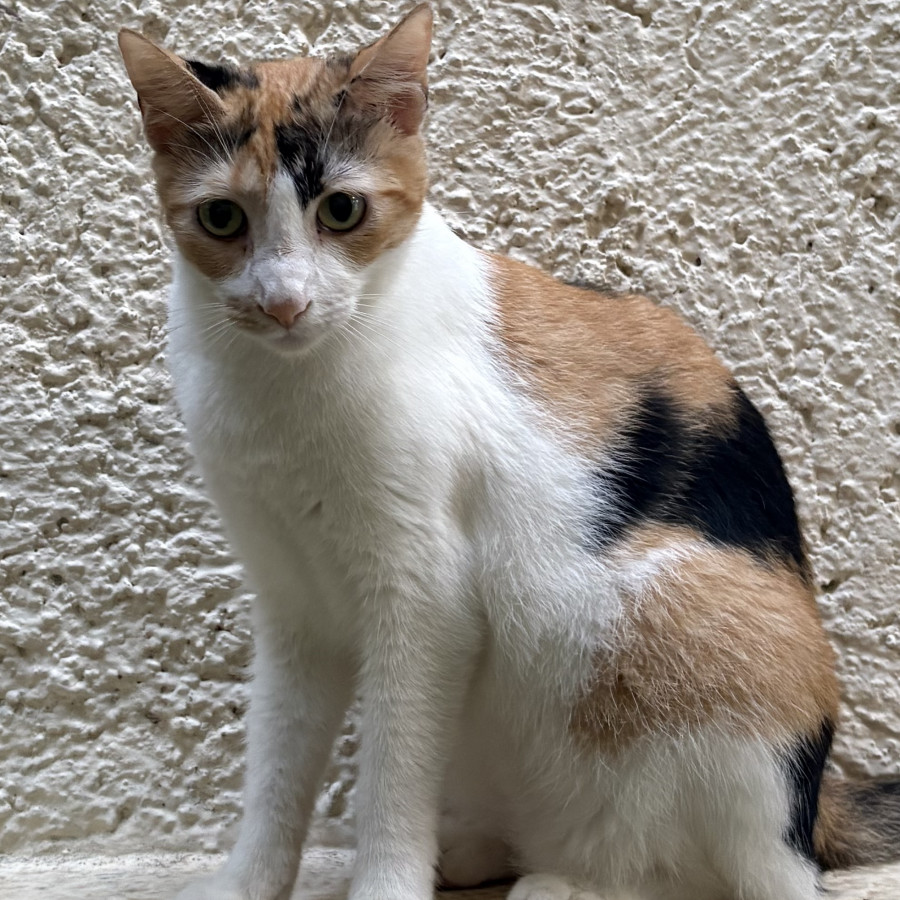 MIKA | Raza Calicó de pelo corto | Perdida