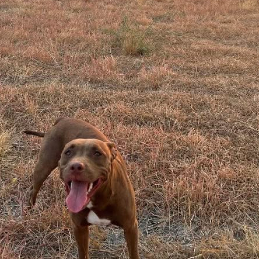 BONNIE | Raza American Pitbull Terrier | Perdida