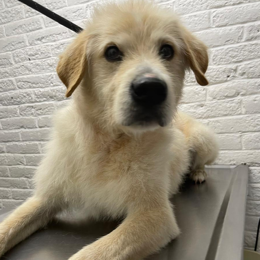  | Raza Mestizo, cruza de Labrador | Encontrado
