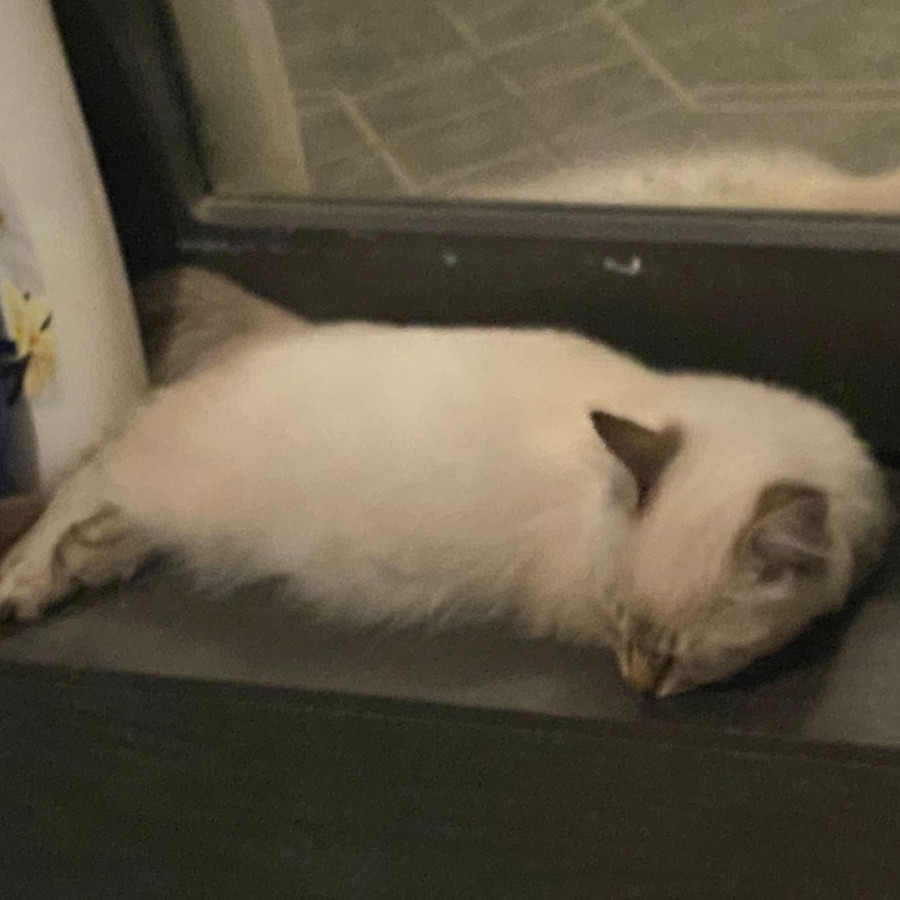 COCO | Raza Balinés Punto Tabby | Final Feliz