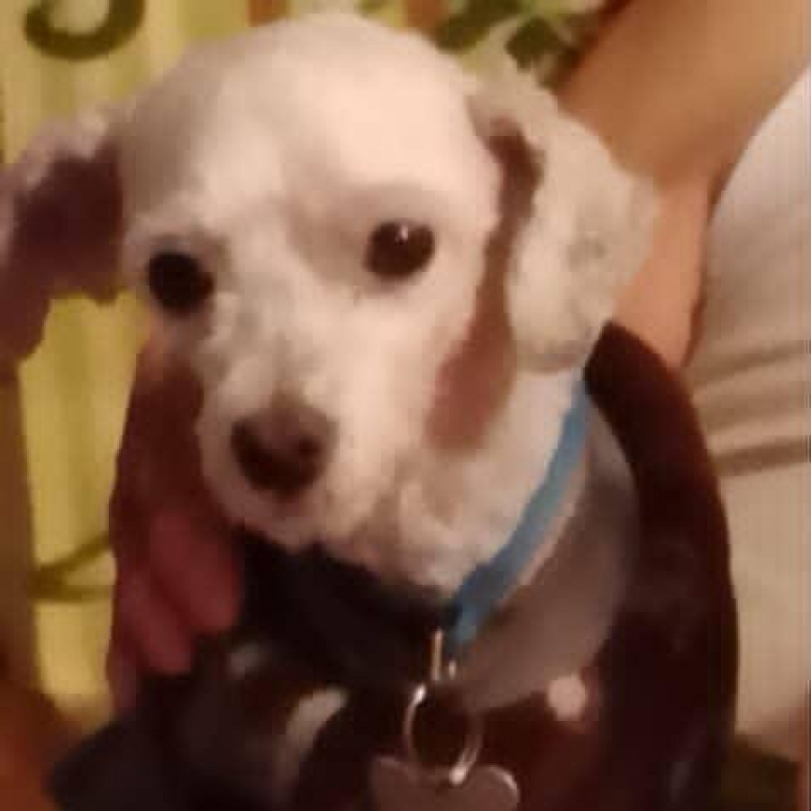 PUPPY | Raza Mestizo, cruza  de French Poodle | Perdido