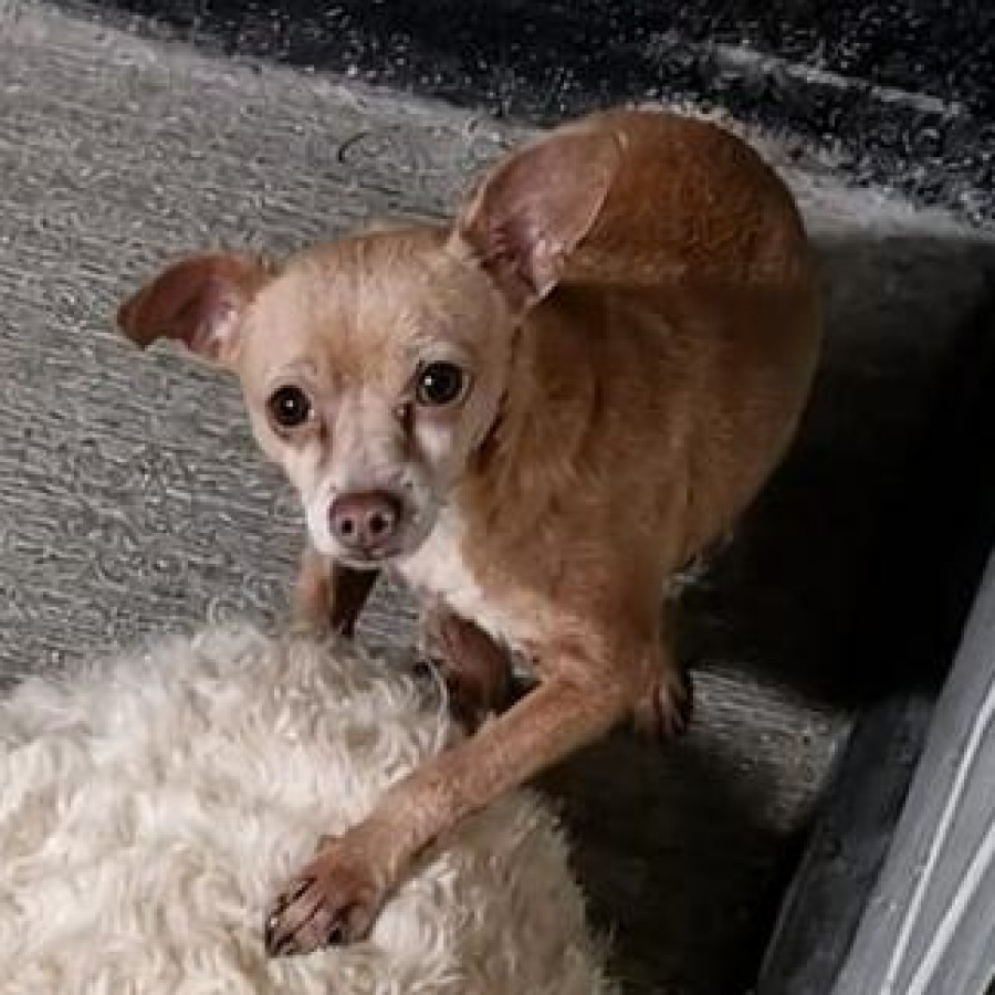 CHILAQUIL | Raza Chihuahua | Perdido