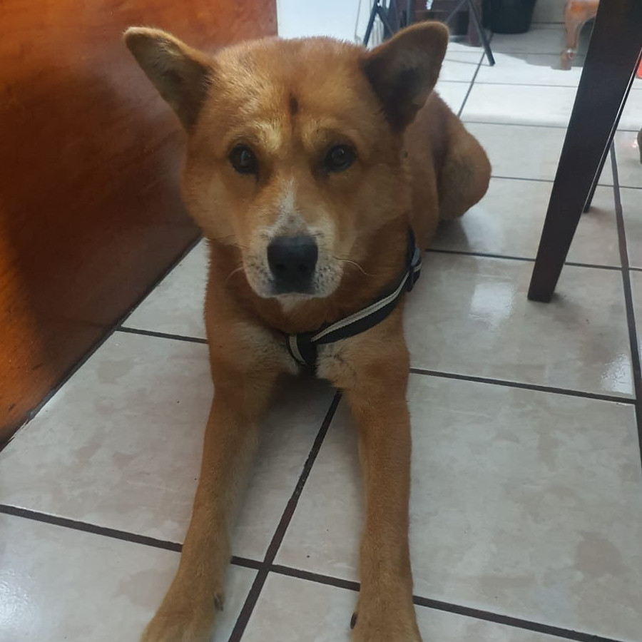  | Raza Shiba Inú | Encontrado