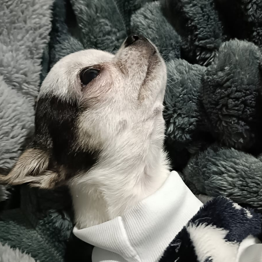 PUKI | Raza Chihuahua | Perdido