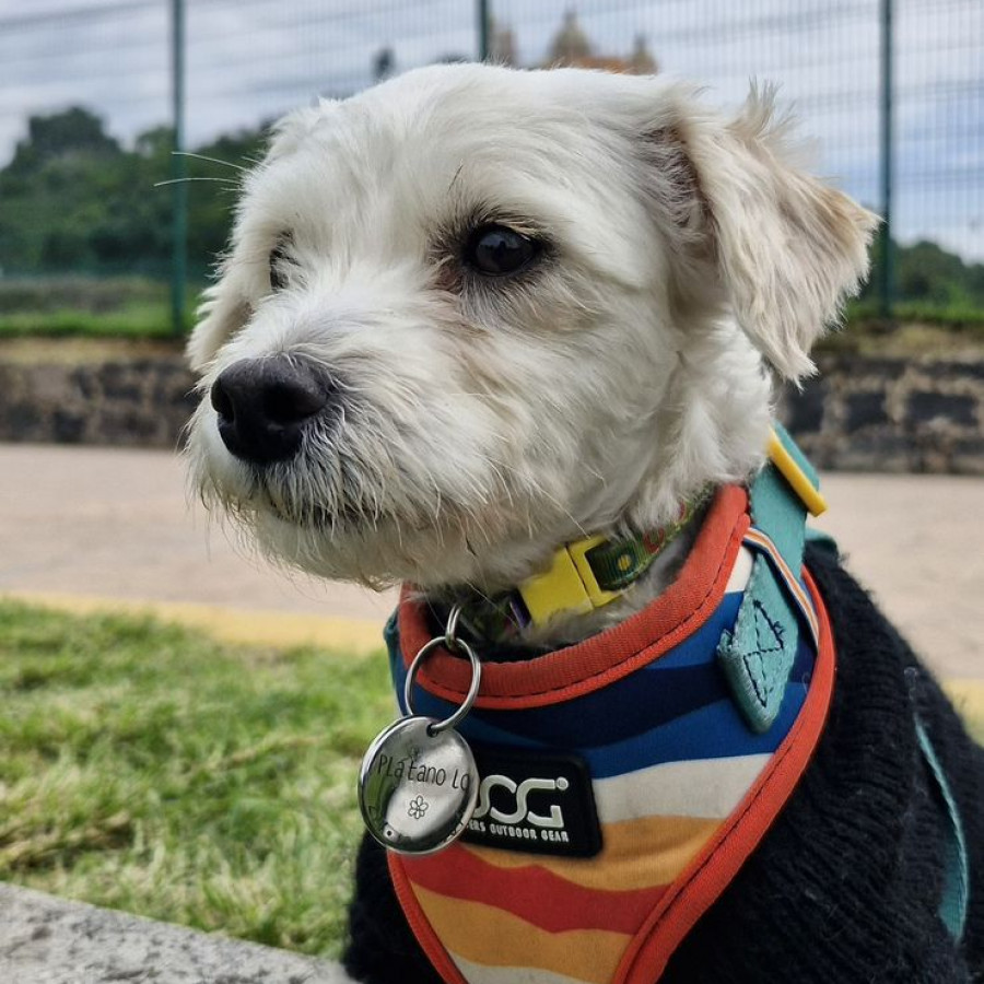 PLÁTANO | Raza Mestiza,  cruza de Maltés con French Poodle, (Maltipoo) | Final Feliz