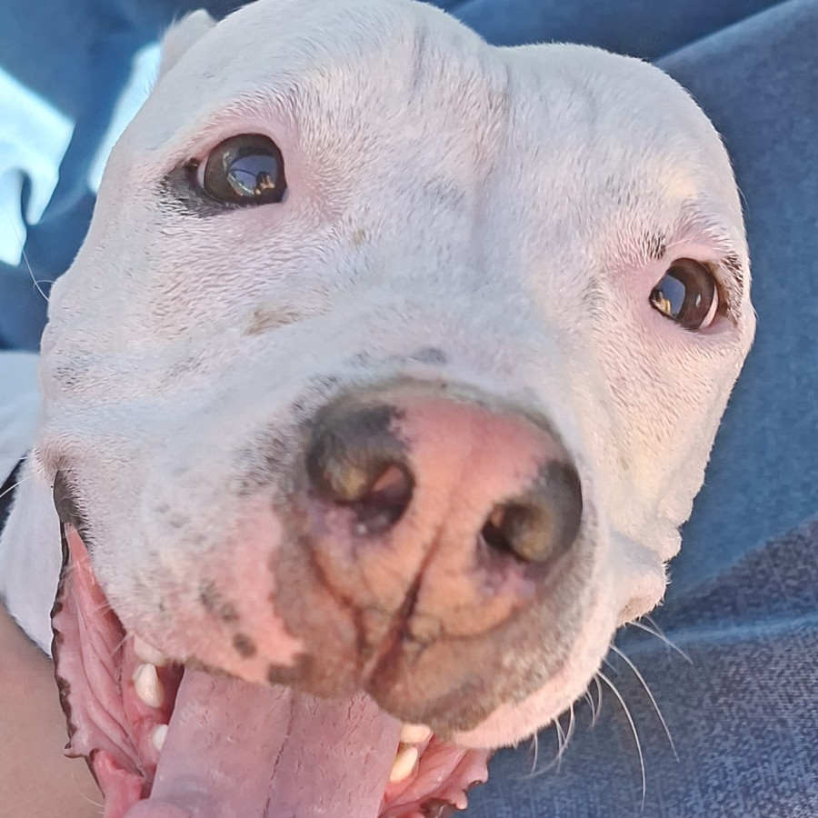  | Raza American Pitbull Terrier | Encontrada