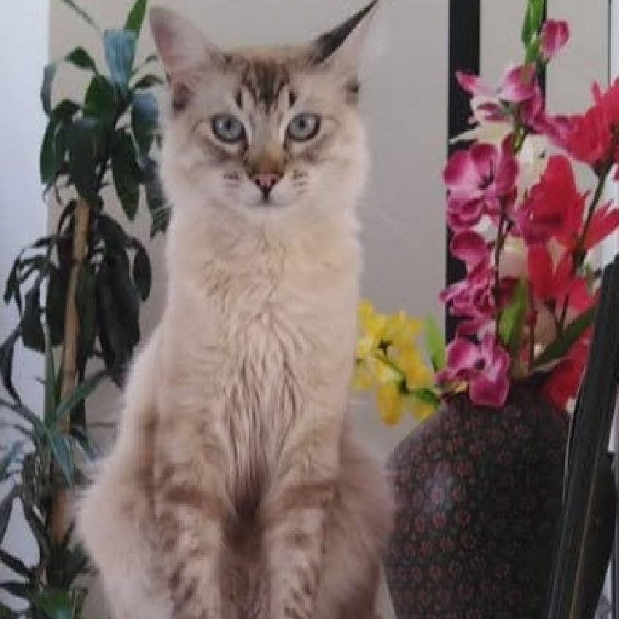 HARRY | Raza Balinés punto tabby | Final Feliz