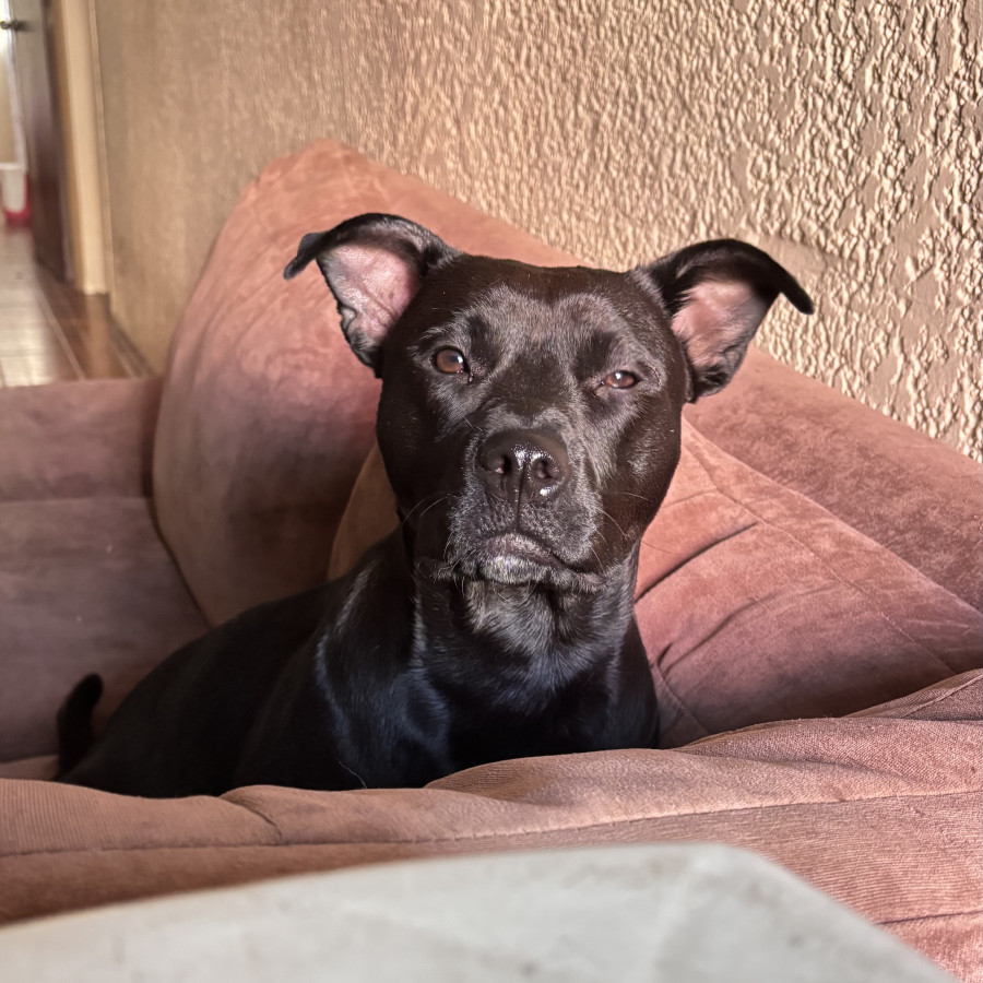 NEGRA | Raza American Staffordshire Terrier | Perdida