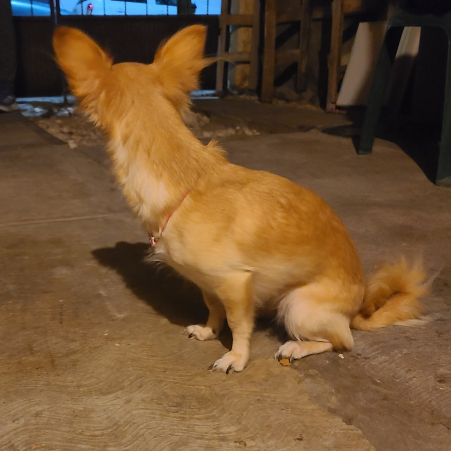  | Raza Mestiza, cruza de Chihuahua | Encontrada