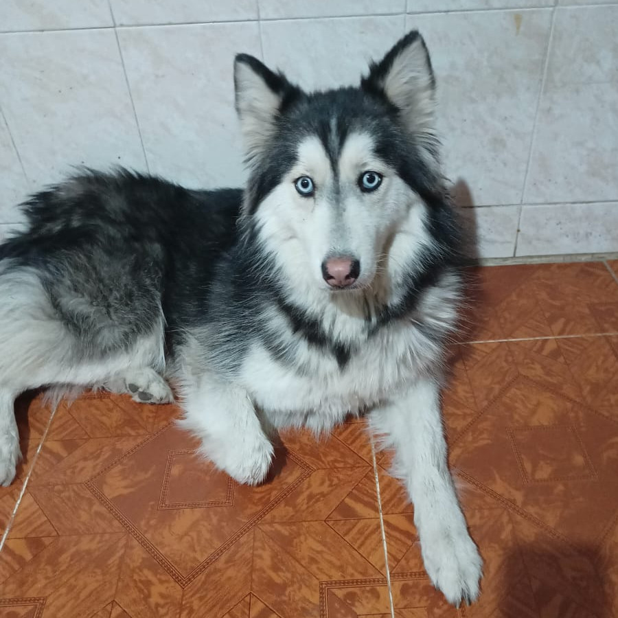 LUNA | Raza Husky Siberiano | Perdida