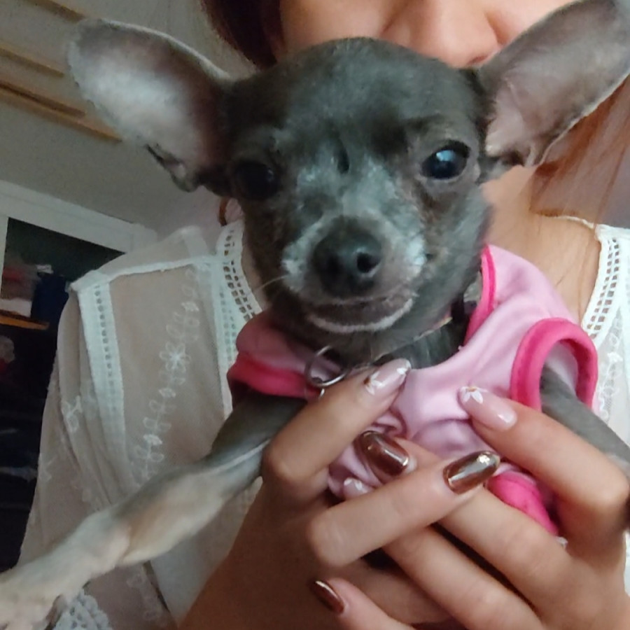 LUNA | Raza Chihuahua | Perdida