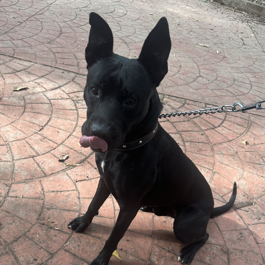  | Raza Mestizo,  cruza de American Pitbull Terrier | Encontrado