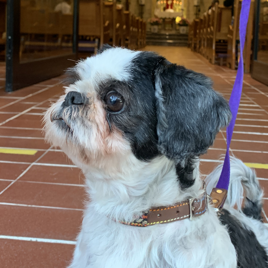 MATRIX O MATI | Raza Shih Tzu  | Final Feliz