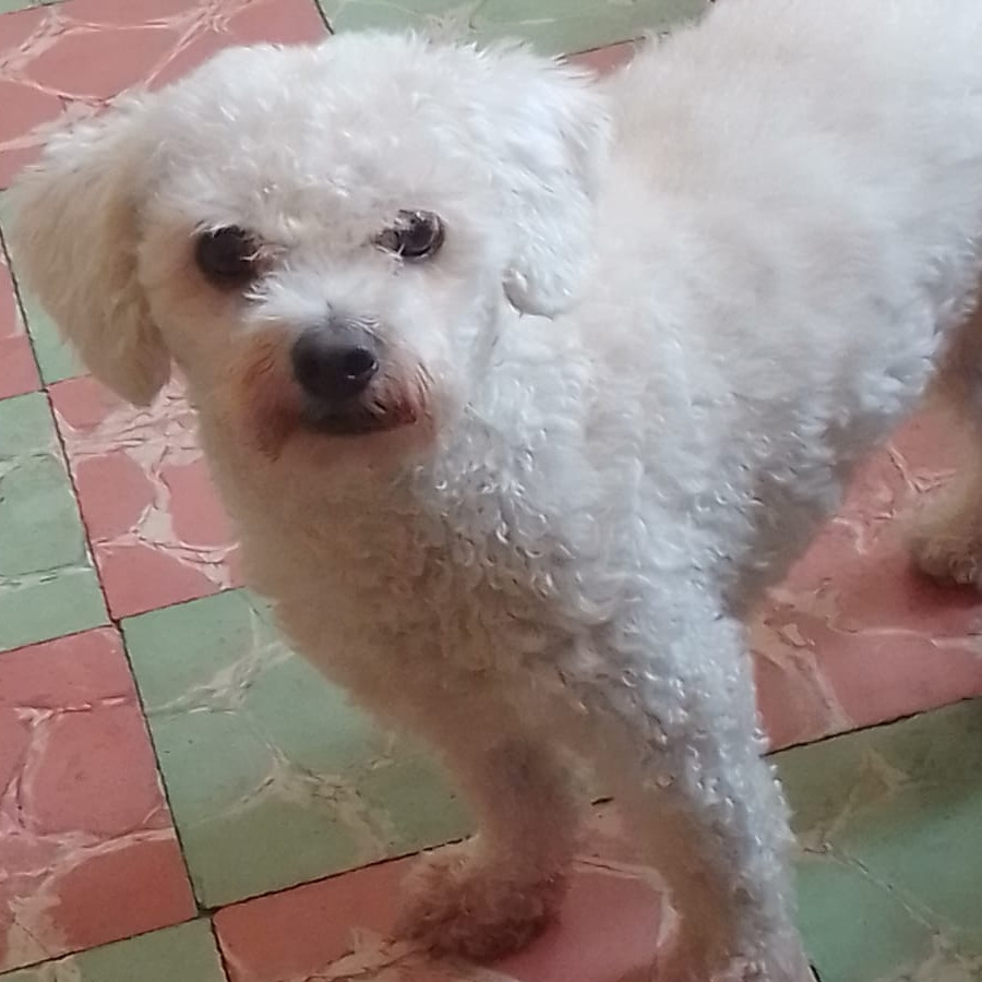 MAIKY | Raza French Poodle o Caniche | Perdido