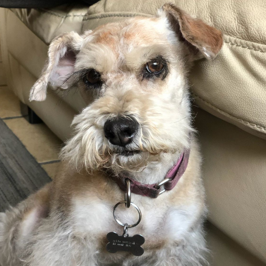 KELLY | Raza Mestiza, cruza de Schnauzer | Perdida