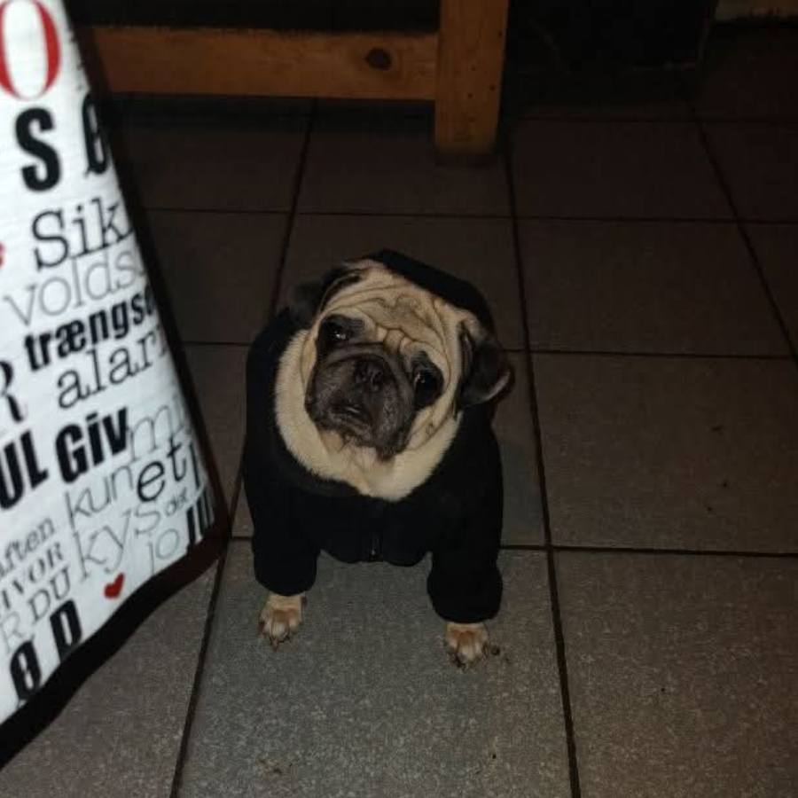 PONYO | Raza Pug o Carlin | Perdido