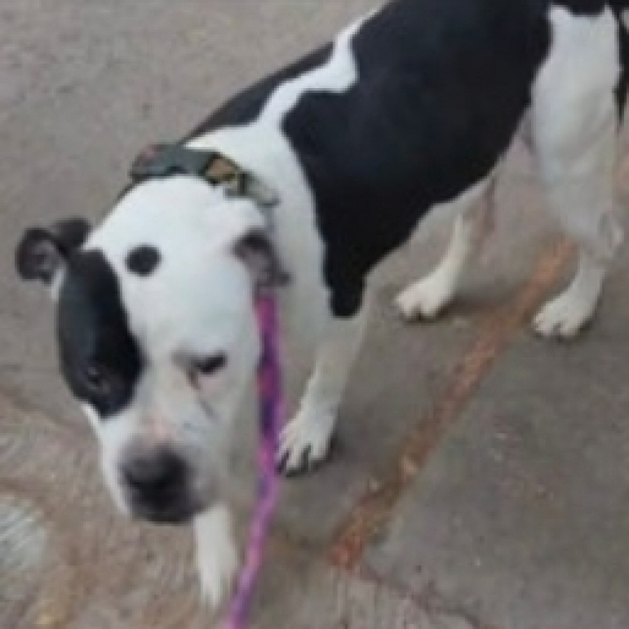  | Raza American Pitbull Terrier | Encontrada