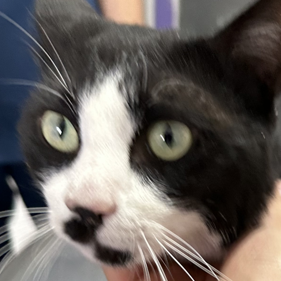 CHAPLIN | Raza Doméstico Américano de Pelo Corto | En Adopción