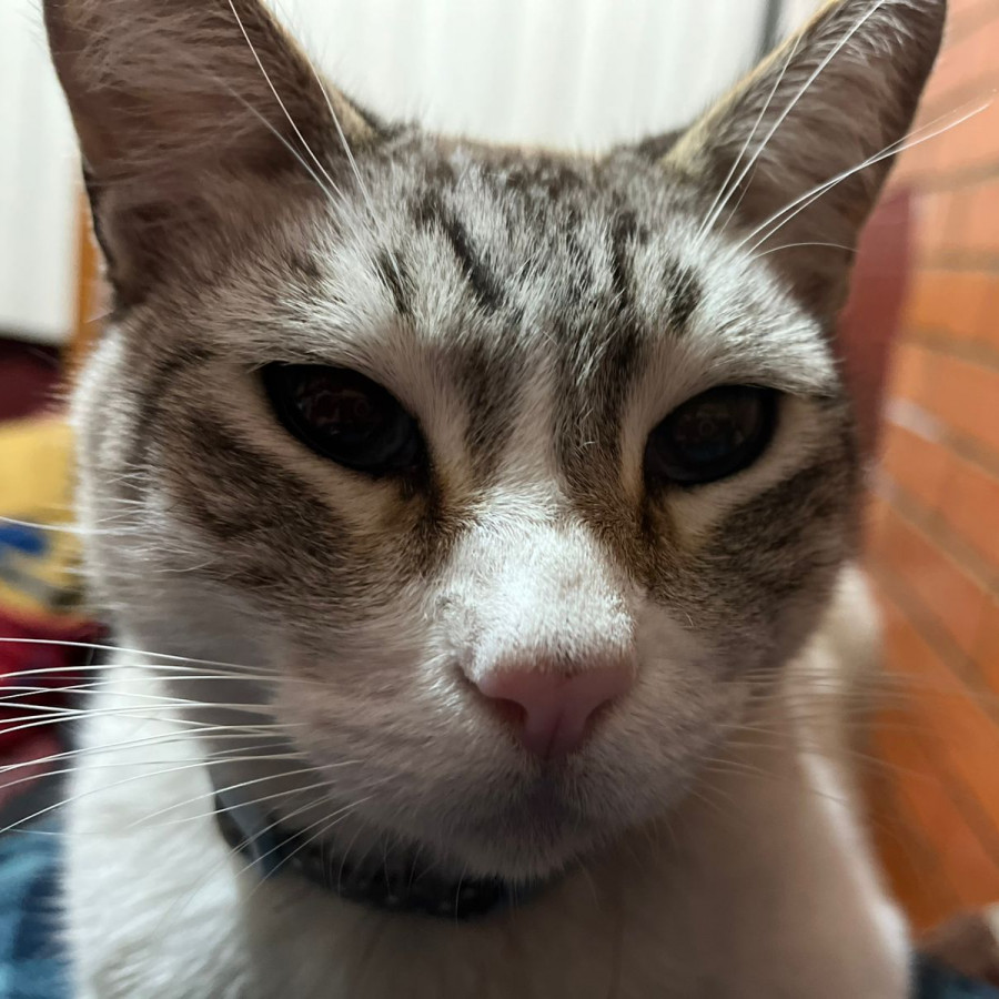 SMUKY | Raza Aslan o Siamés moderno, punto tabby | Perdido