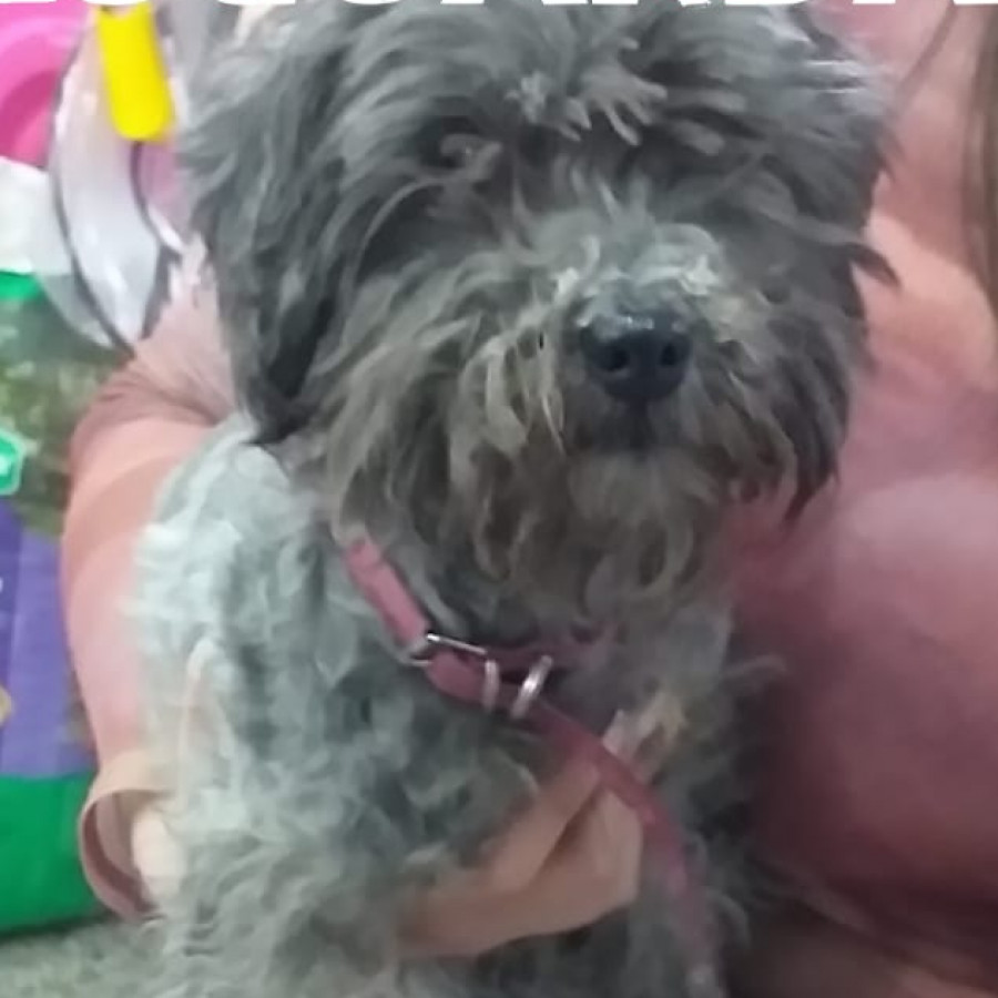  | Raza Mestiza, cruza de Schnauzer | Final Feliz