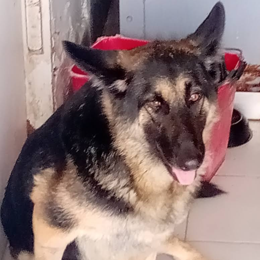 KELLY | Raza Mestiza, cruza de Pastor Alemán | En Adopción