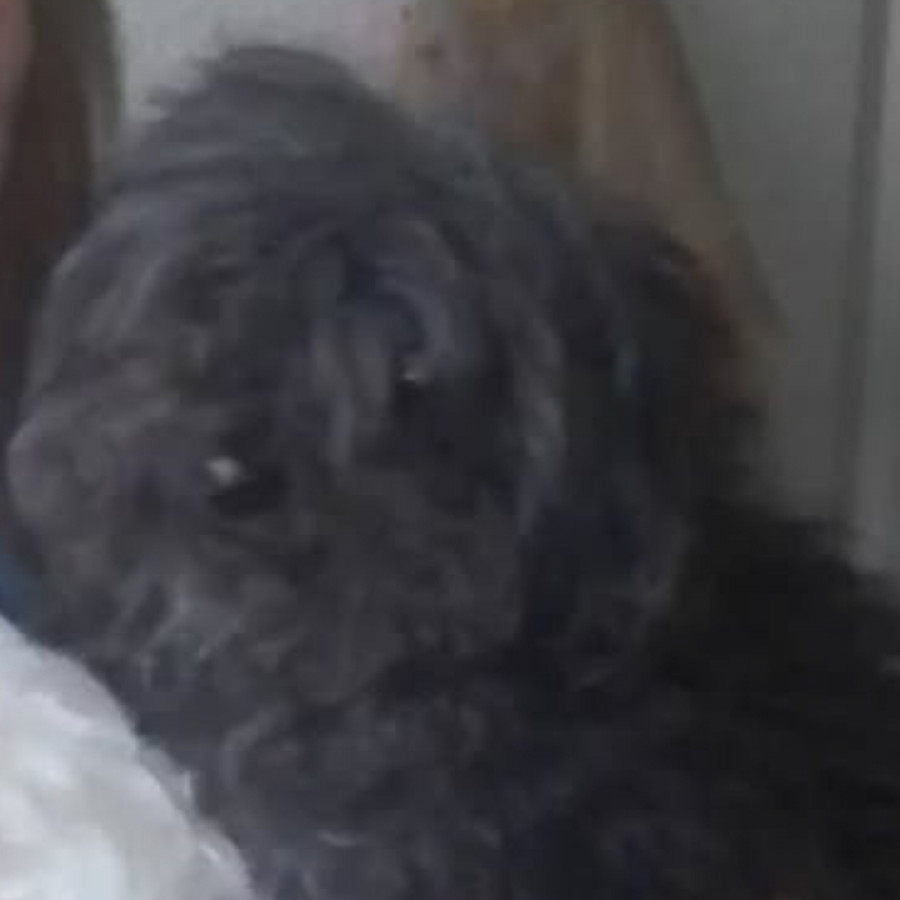 LUPITA | Raza French Poodle o Caniche | Perdida
