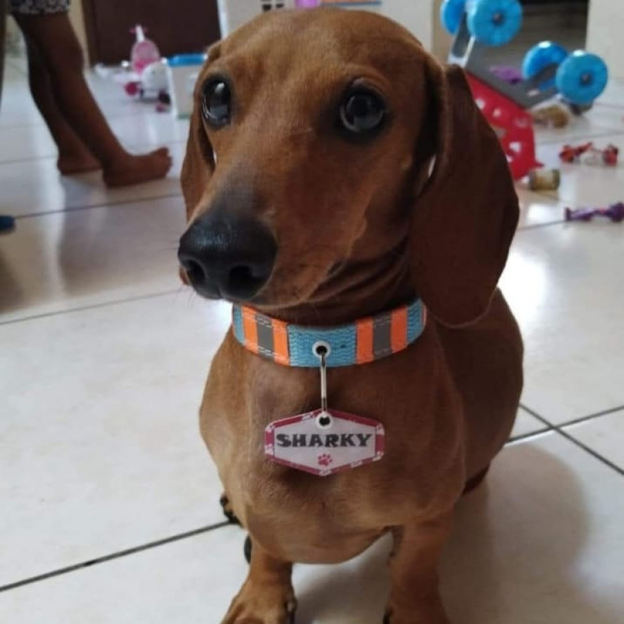 SHARKY | Raza Dachshund o Salchicha  | Perdido