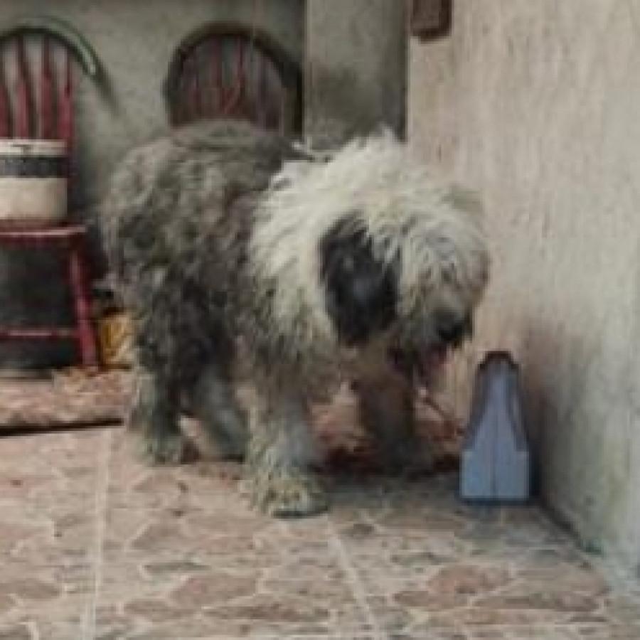  | Raza Viejo Pastor Inglés | Encontrado