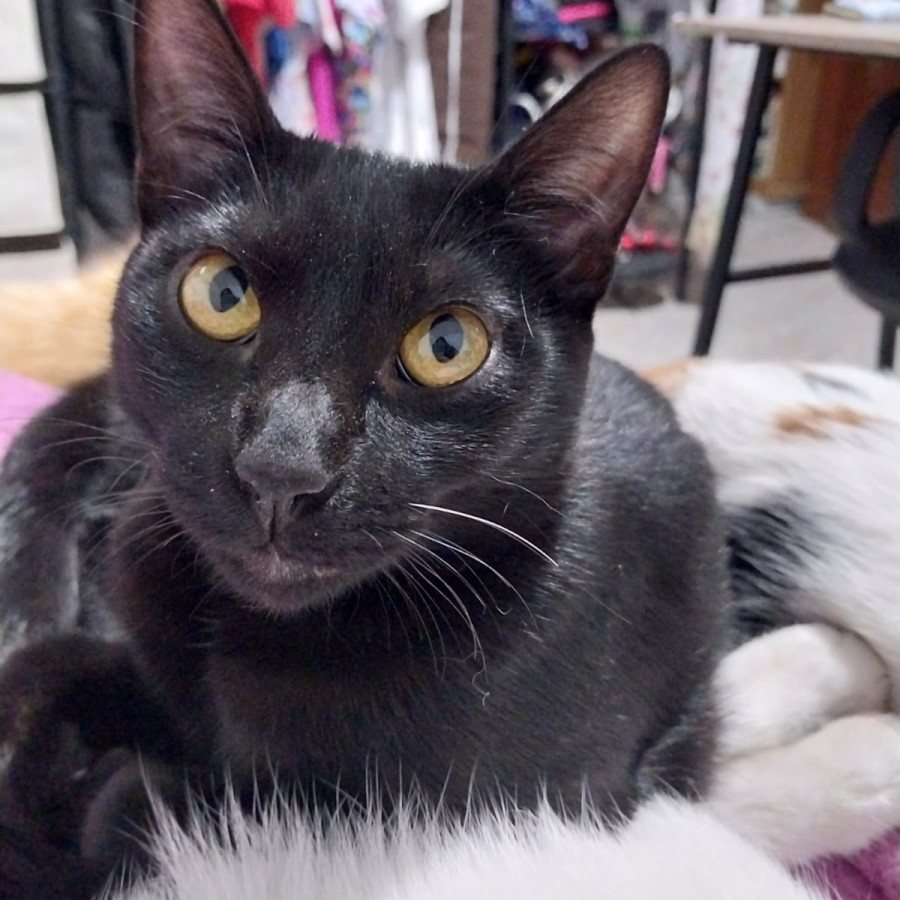 BAGHEERA | Raza Bombay | Perdida