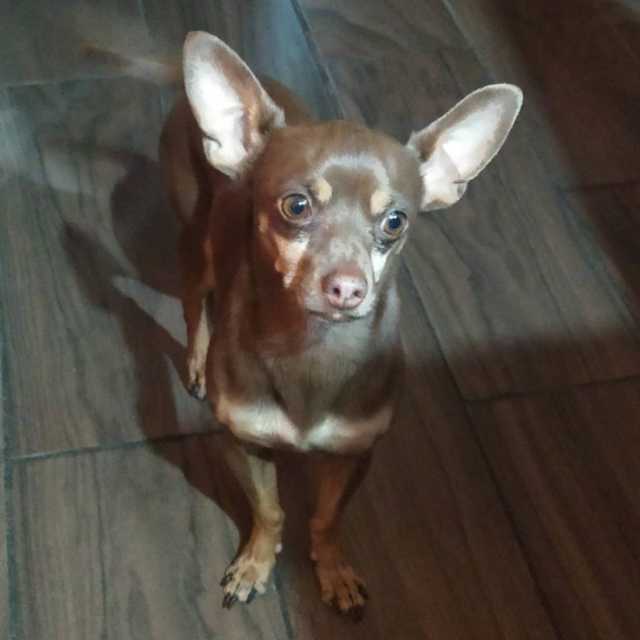 ROCKO | Raza Chihuahua | Perdido