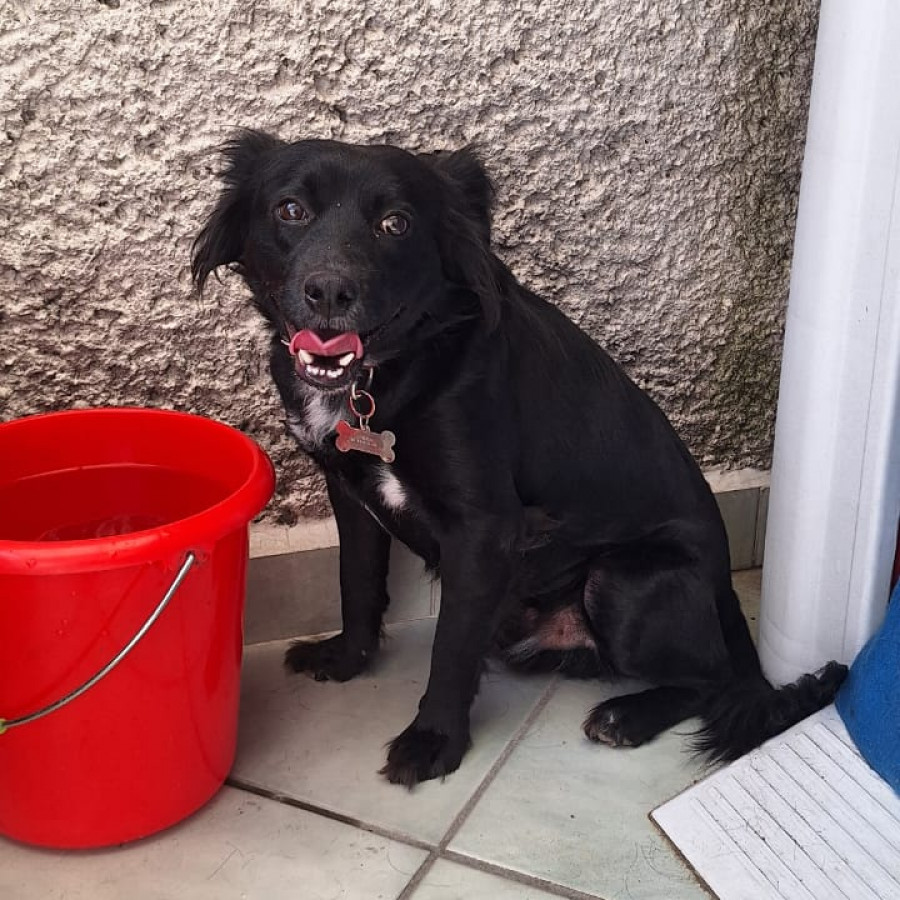  | Raza Mestizo | Encontrado