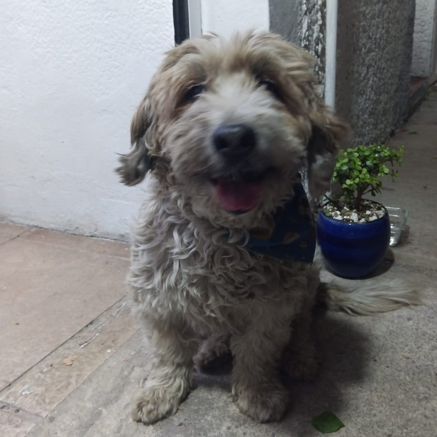  | Raza Mestizo | Encontrado