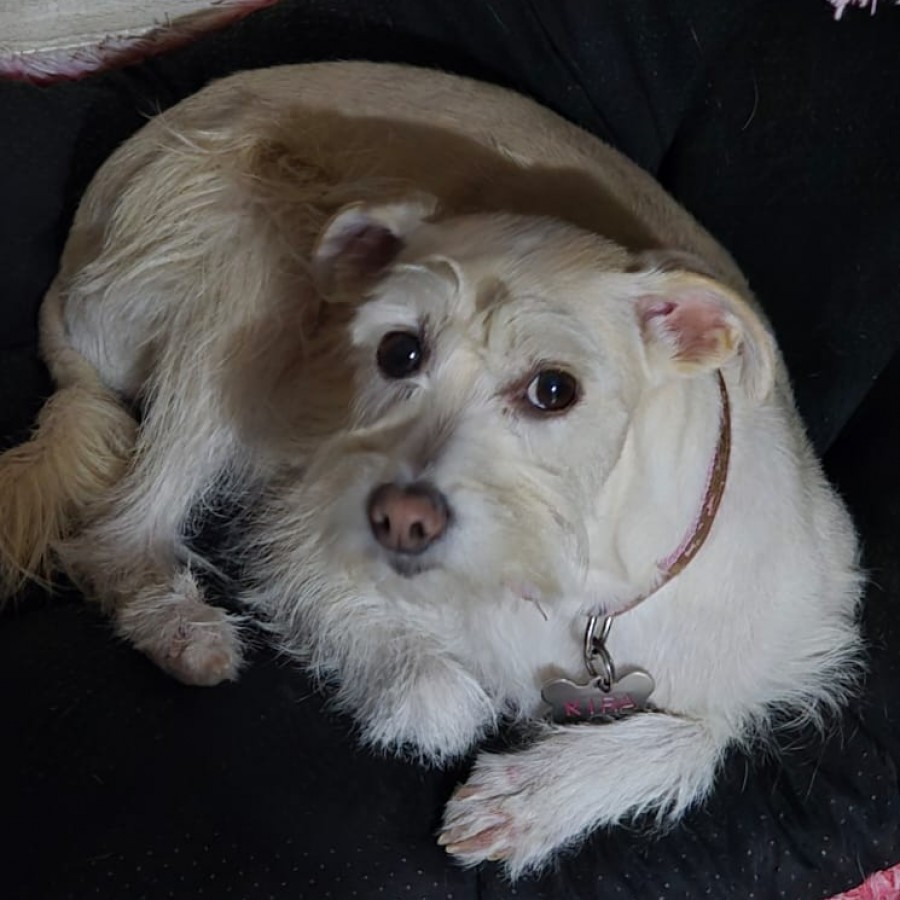 KIRA | Raza Mestiza, cruza de Schnauzer | Final Feliz