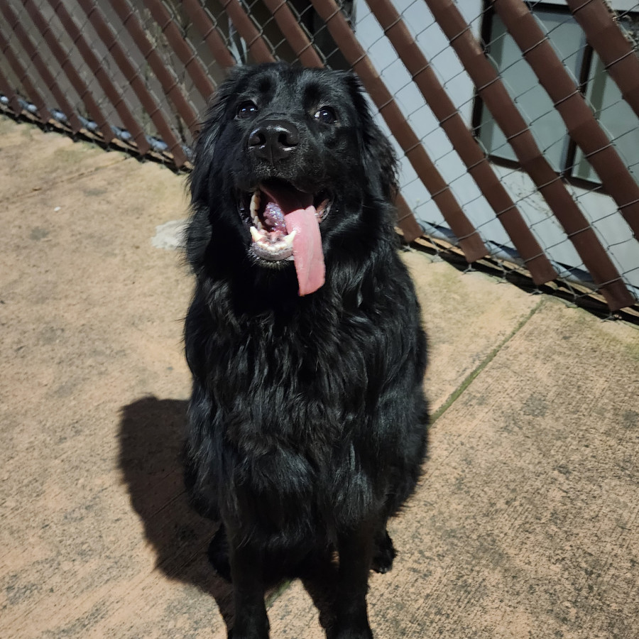 COSMOS | Raza Mestiza, cruza de Golden Retriever | Perdida