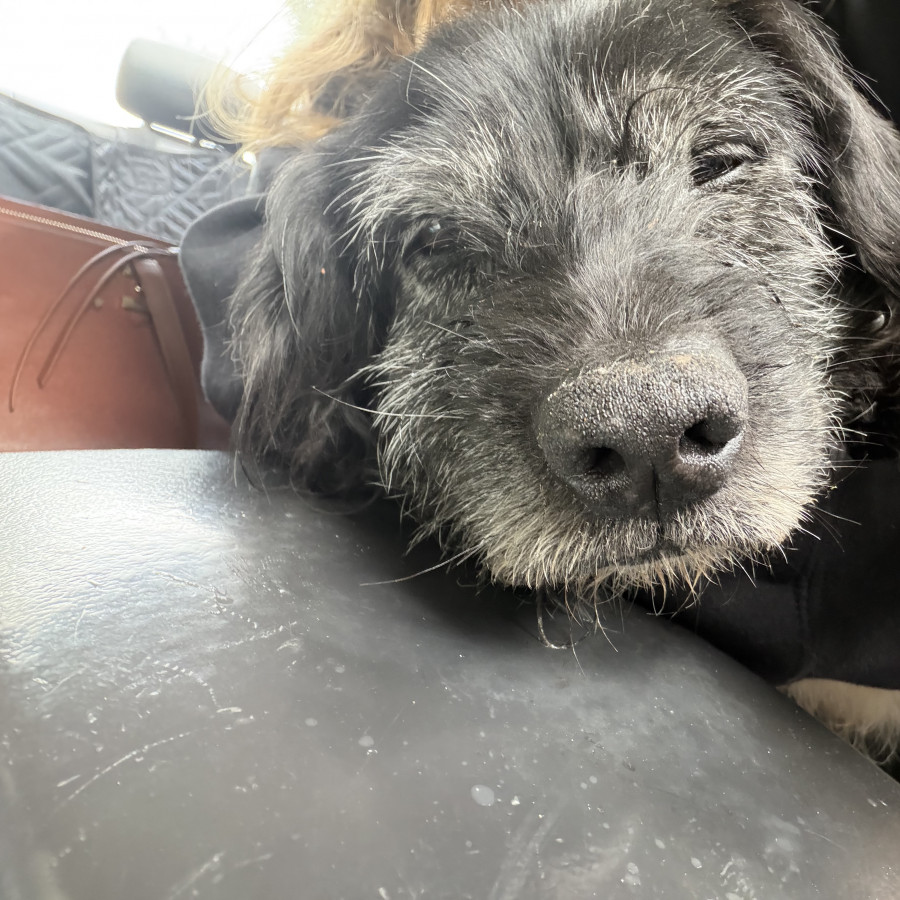  | Raza Mestizo, posible cruza de Cocker | Encontrado