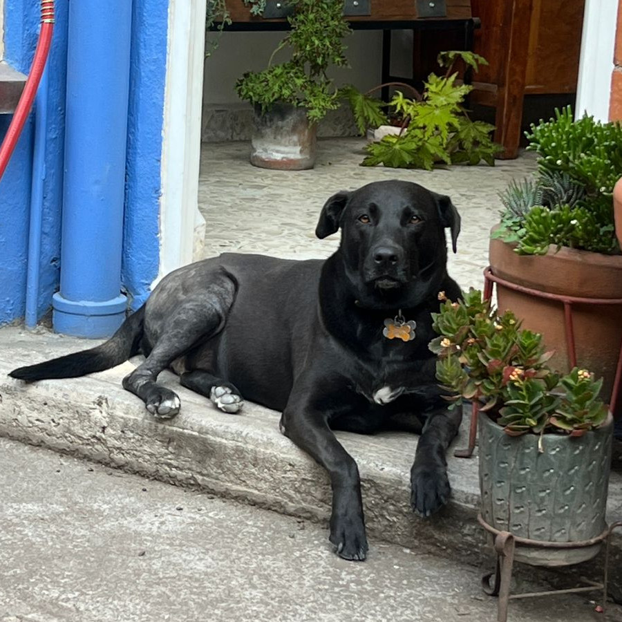SOMBRA | Raza Mestiza, cruza  de Labrador | Perdida