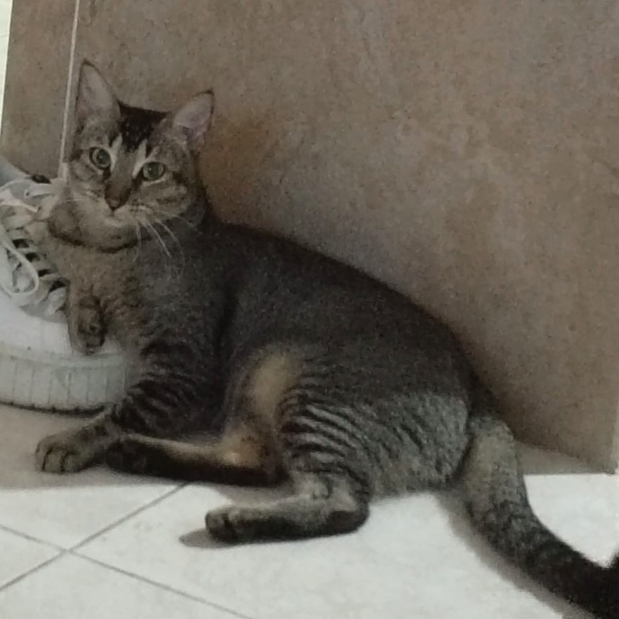 MILKA | Raza Doméstico Americano de pelo corto | Perdida