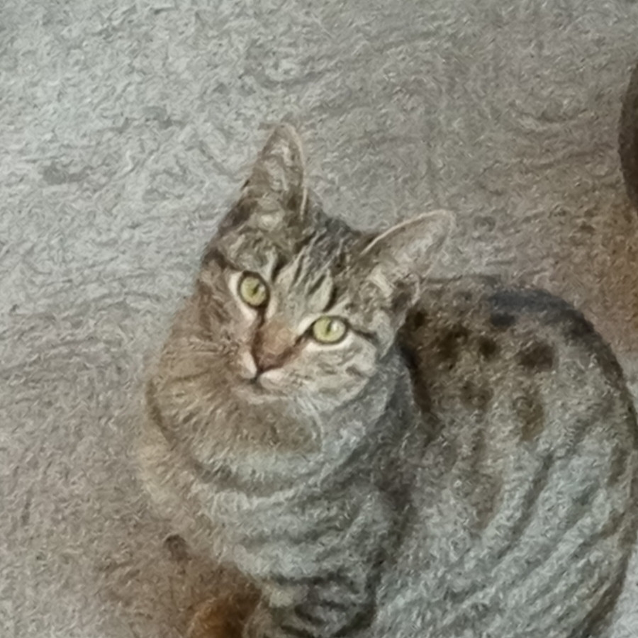 PRADA | Raza Doméstico Américano de Pelo Corto | En Adopción