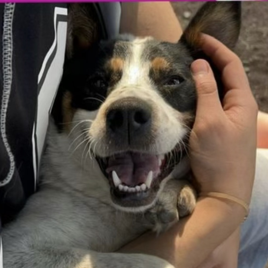 RITA | Raza Mestiza | En Adopción