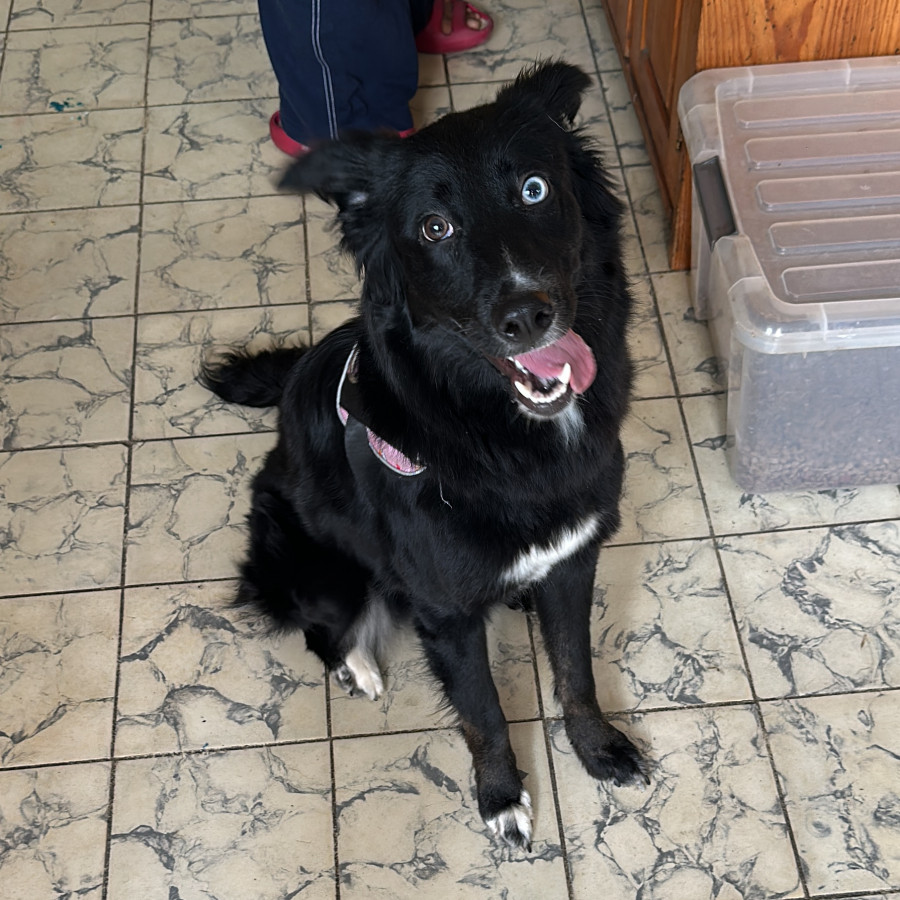  | Raza Mestiza,  cruza de Border Collie | Encontrada