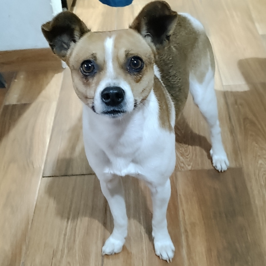 TRIBILÍN | Raza Mestizo, cruza de Jack Russell Terrier | Perdido