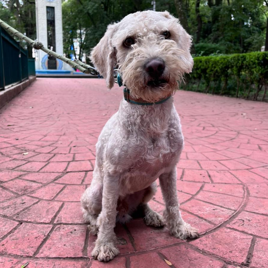 PANCHO | Raza French Poodle o Caniche | Perdido