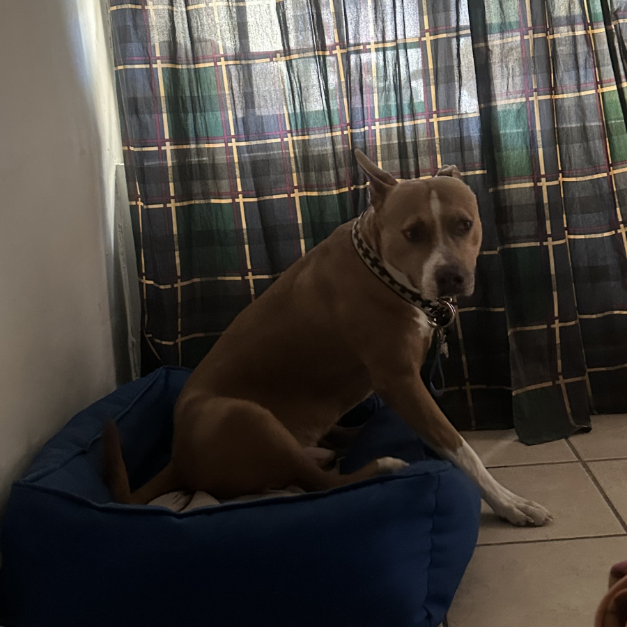 NIÑO | Raza Mestizo, cruza de American Pitbull Terrier con American Staffordshire Terrier | Perdido