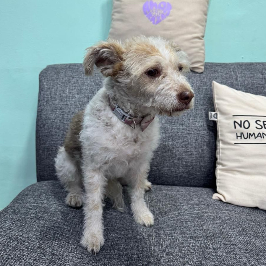  | Raza Mestiza | Encontrada