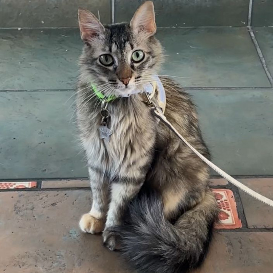 FRANCHY | Raza Doméstico Americano de pelo semilargo | Final Feliz