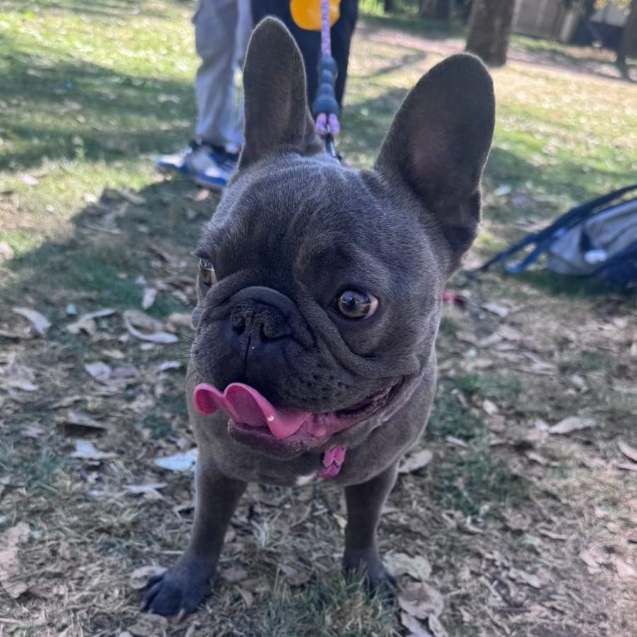 BLUEY | Raza Bulldog Francés  | Perdida